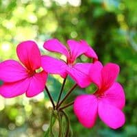 Siffring Landscaping & Garden Center