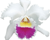 Silva's Orchids