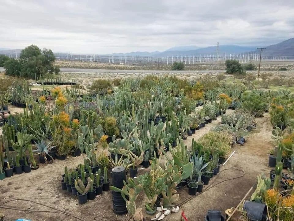 Silver Dollar Cactus Nursery