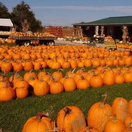 Silver Spring Pumpkin Farm