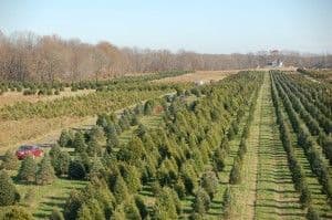 Simonson Farms- U-Cut Lot #2