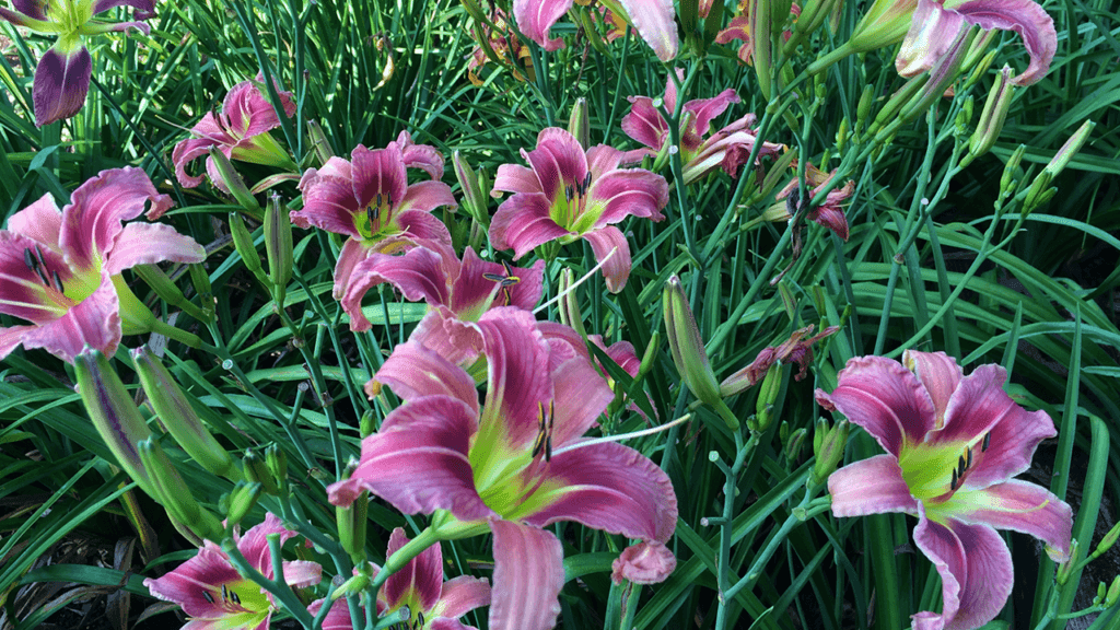 Simonton Bridge Daylily Farm