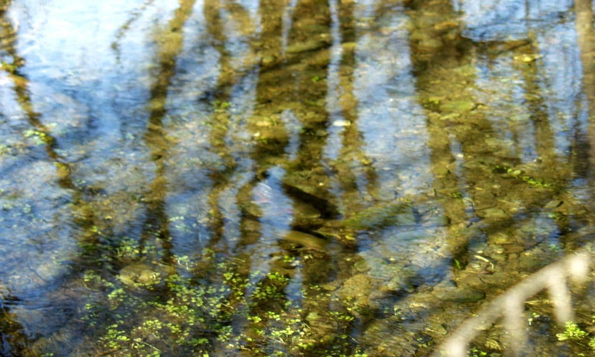 Siskiyou Arboretum & Native Plant Nursery
