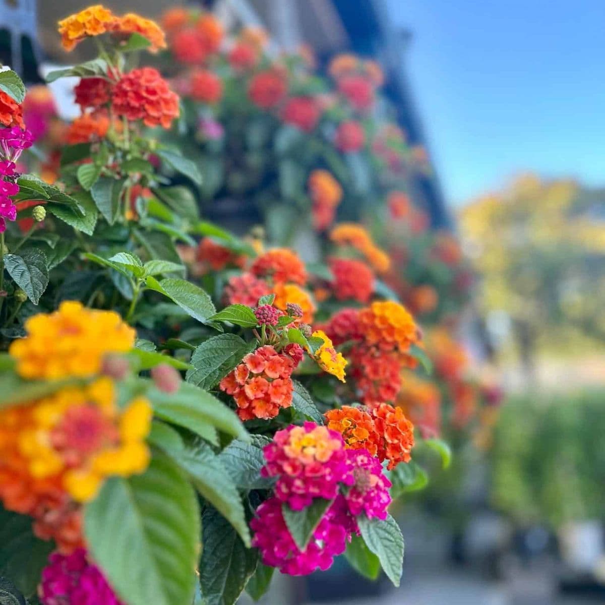Sloat Garden Center