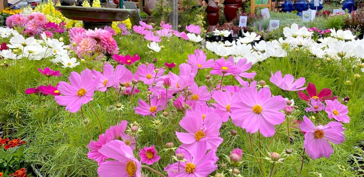 Sloat Garden Center store