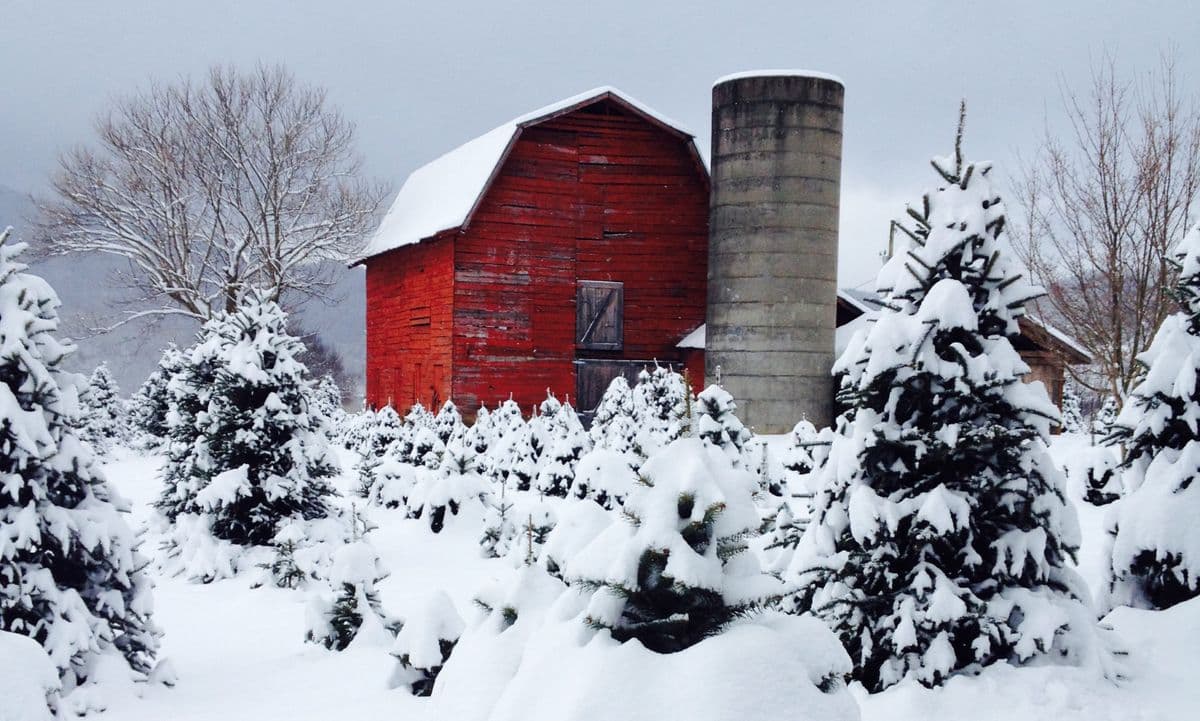 Smoky Mountain Christmas Tree Farm