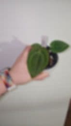 Snip and Grow Plant Co