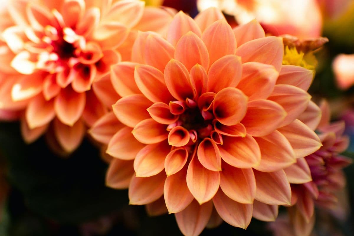 Snohomish Gardens
