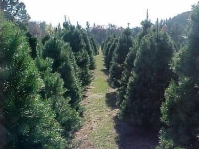 Snowkist Trees