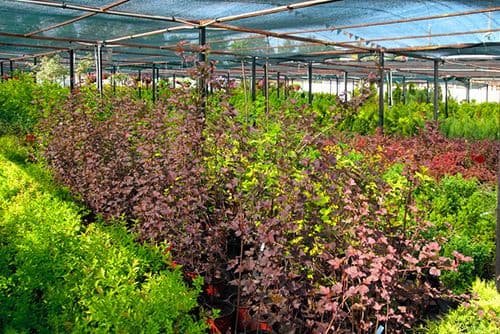 Snow's Nursery Inc