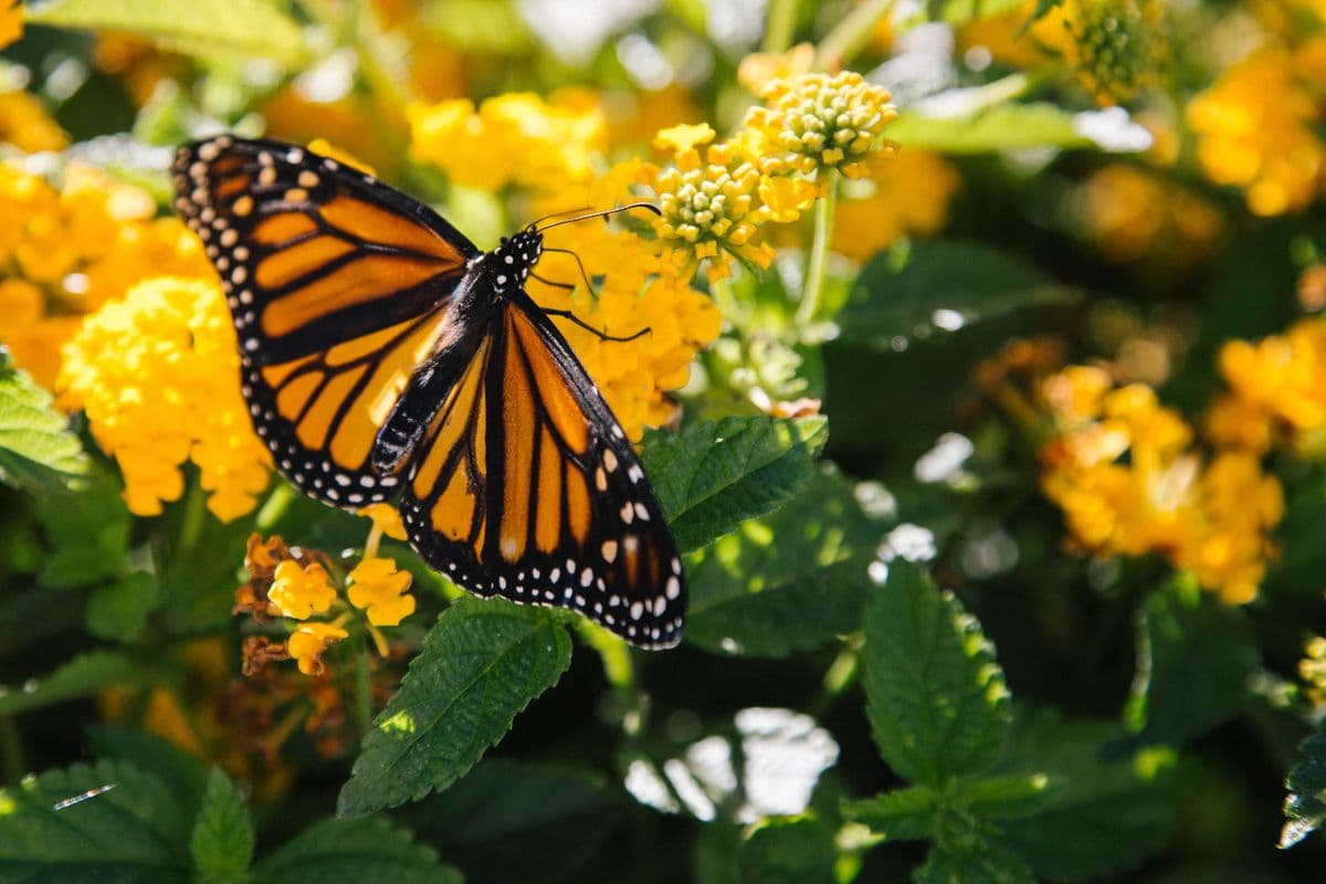 SoCal Milkweed