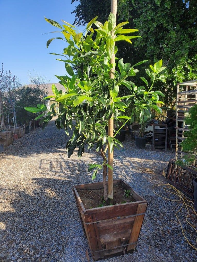 SoCal Nursery