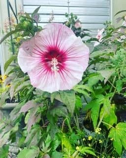 Soil Service Nursery