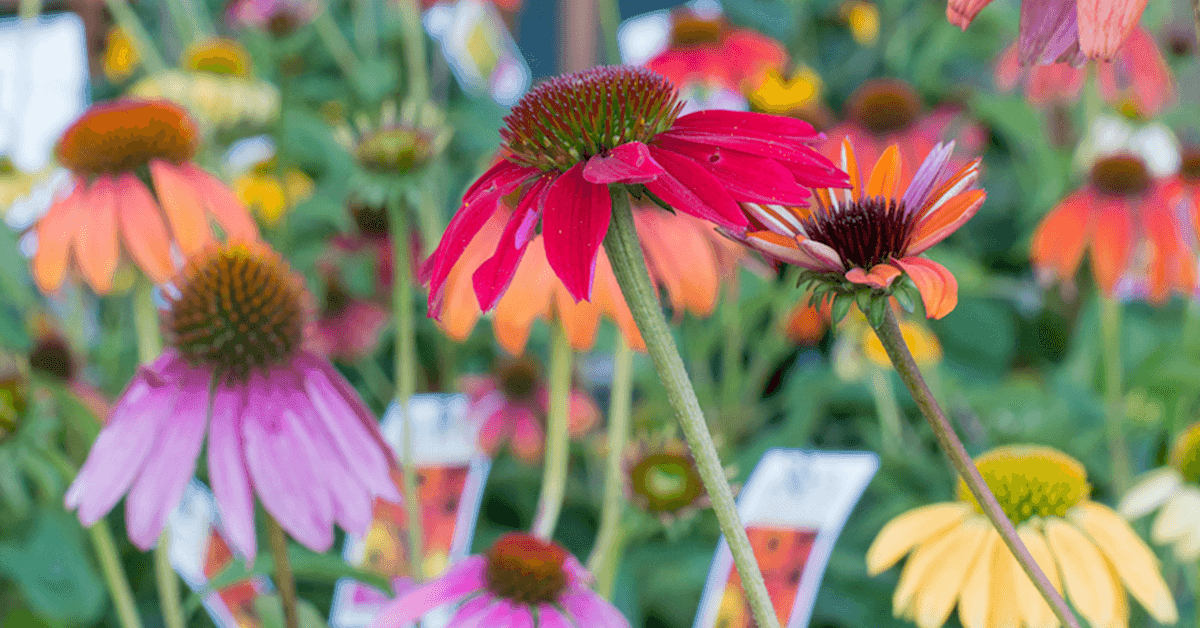 Sollecito Landscaping Nursery