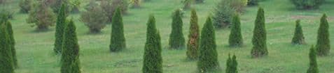 Solvang Tree Nursery