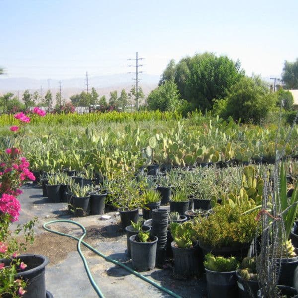 Sonora Gardens Nursery and Landscape Inc.