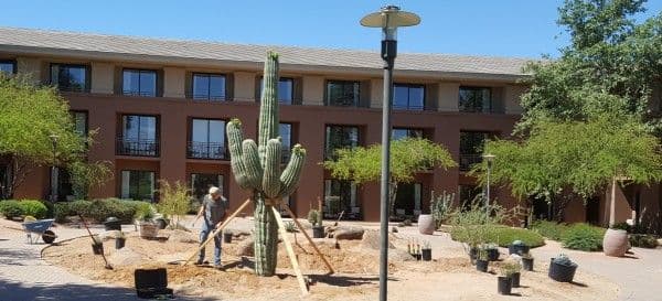 Sonoran Valley Cactus