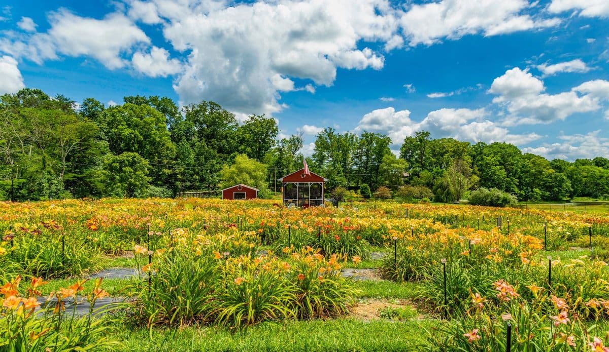 Sonrise Flower Farm