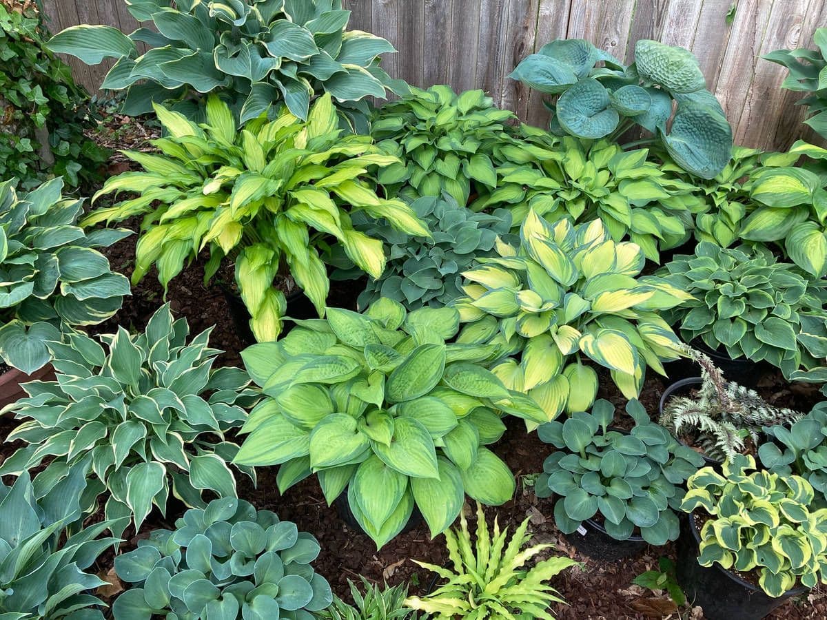 Soper's Hosta Garden