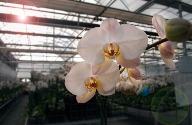 South Pacific Orchids Inc