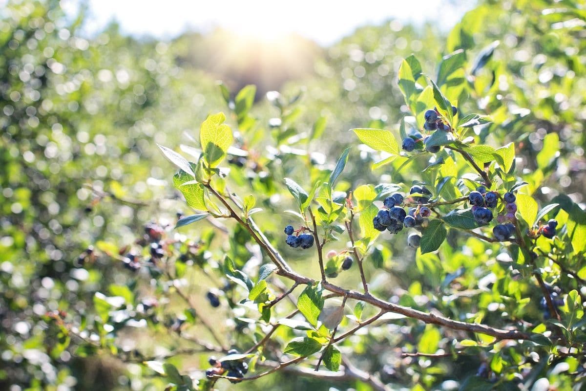 Southern Berries USA