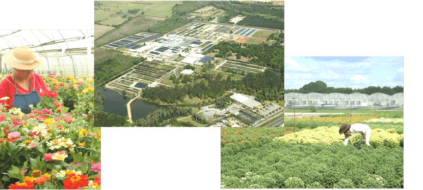 Southern Growers