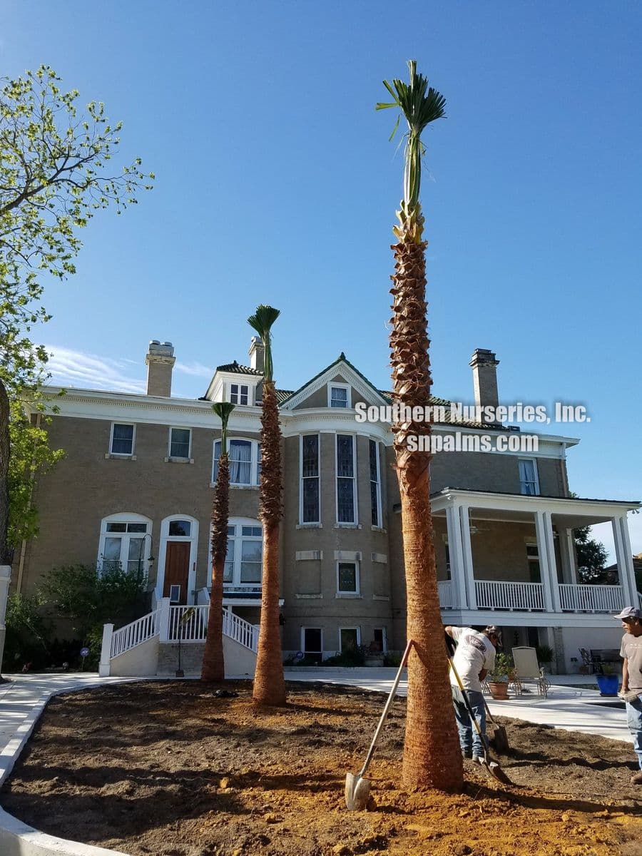 Southern Nurseries