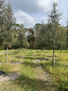 Southern Tree Growers