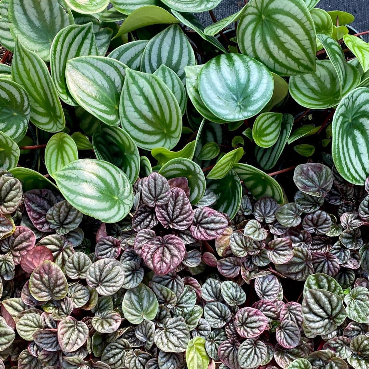 Southern Wholesale Foliage, Inc.
