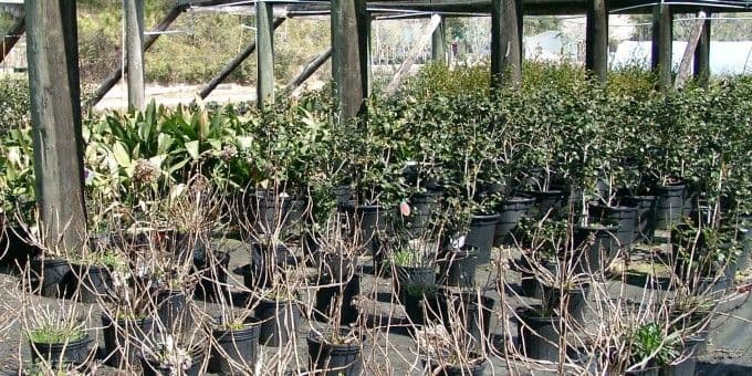 Southland Nursery