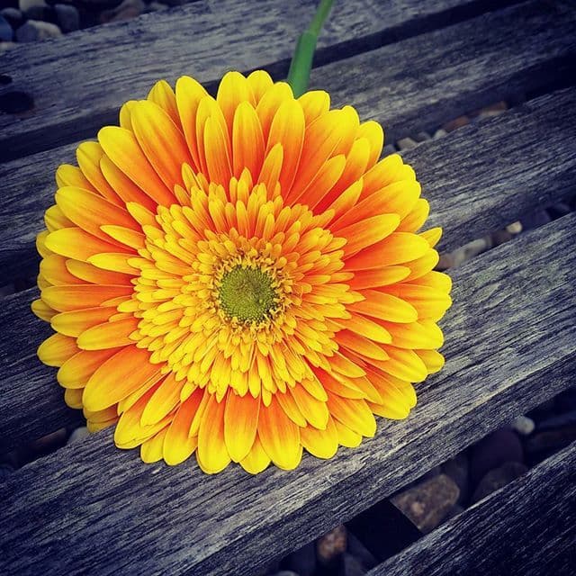 Sparrows Nest Flower Shop LLC