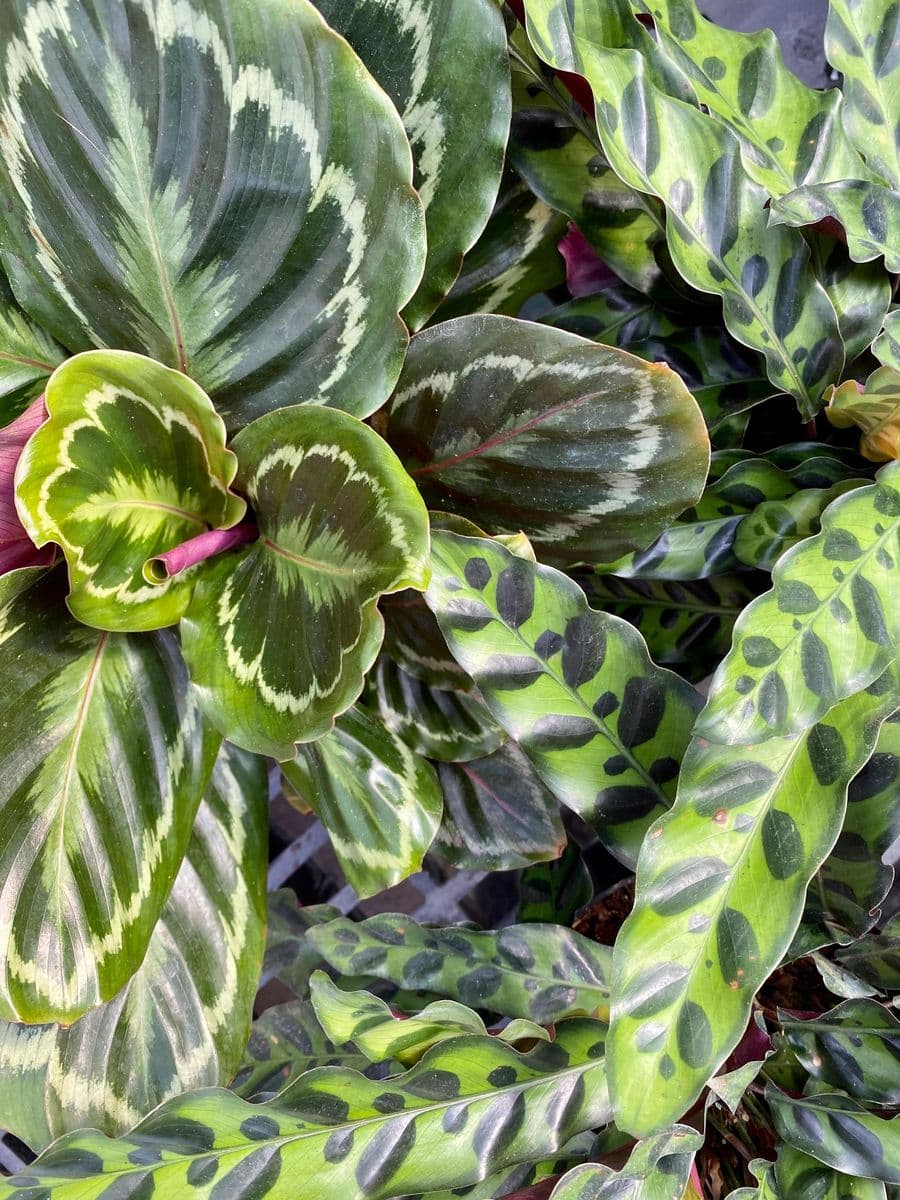 Sparta Nursery and Garden Center