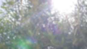 Spectrum Tree Farms