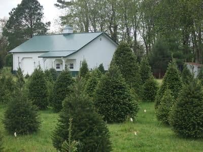 Spence’s Tree Farm
