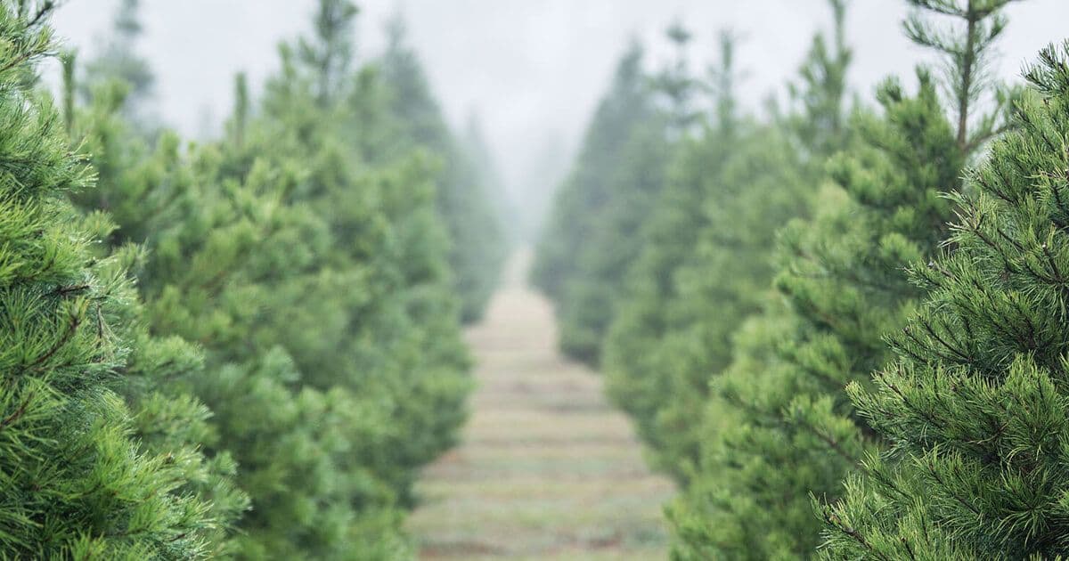 Spring Creek Growers Inc