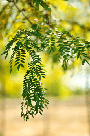 Spring Grove Nursery Inc