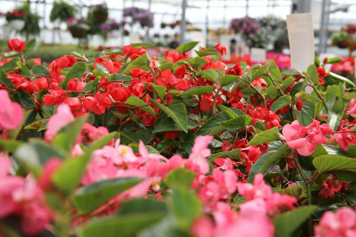 Spring Valley Gardens