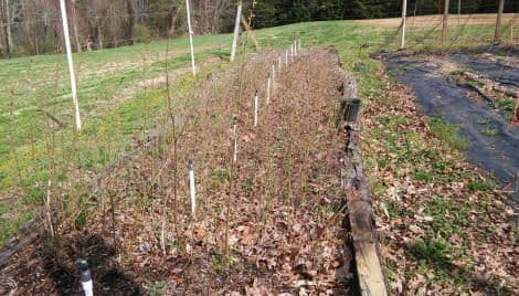Sprinkle's Blueberry Farm and Nursery