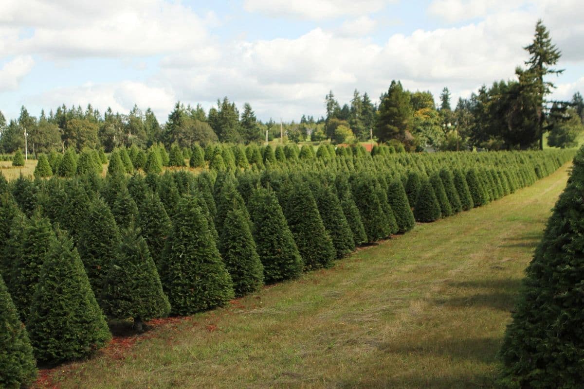 Sprouffske Trees, Inc.