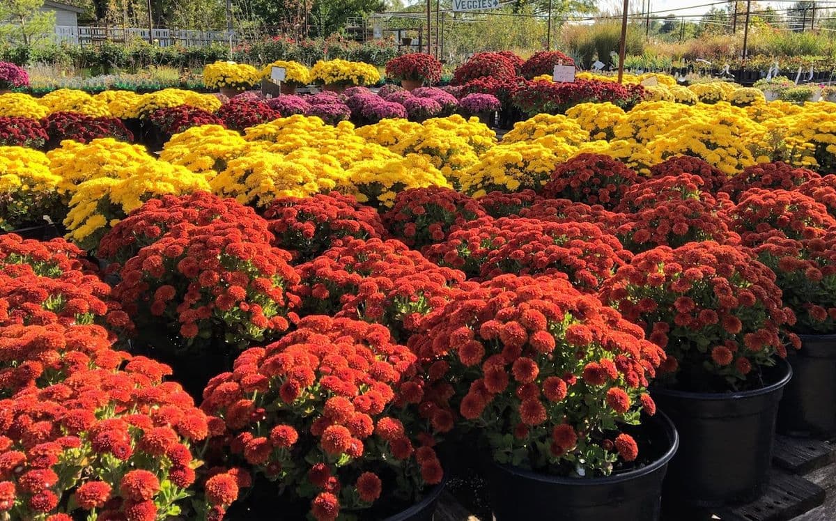 Stanley's Garden Center