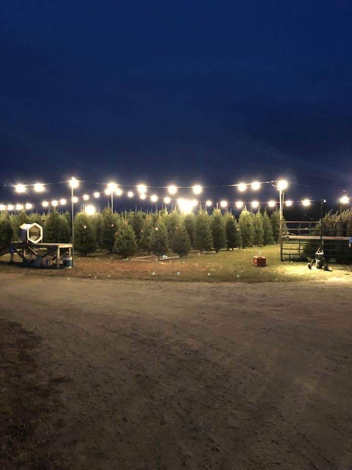 Steinberger Christmas Trees