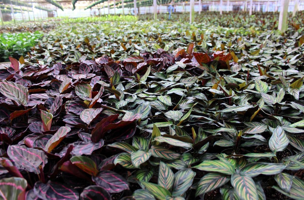 Stewart's Greenhouse