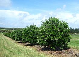 Stewart's Tree Service, Inc.