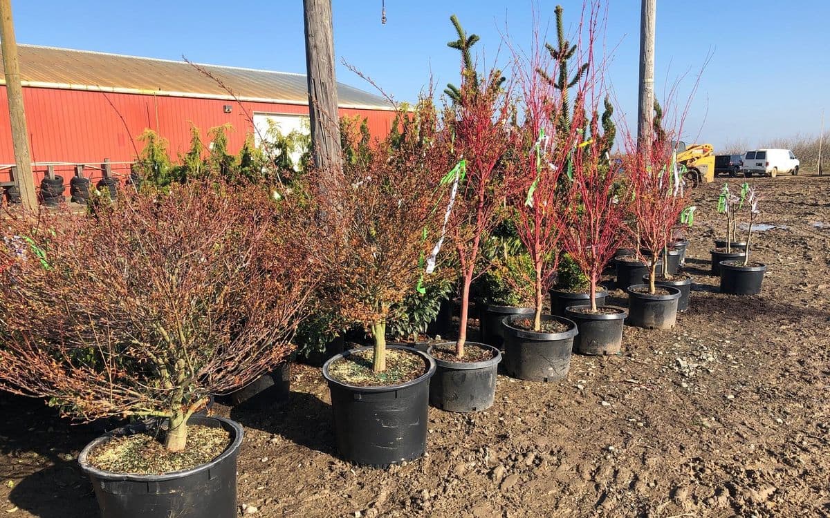 Still Pond Nursery Sales