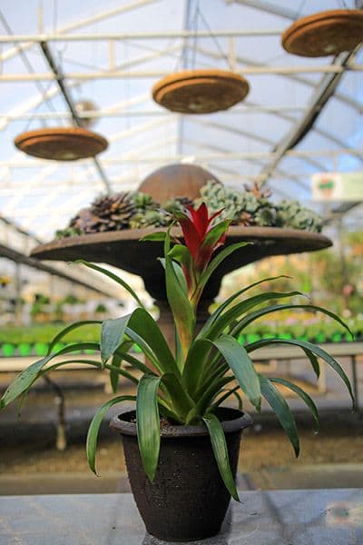 Stockslagers Greenhouse and Garden Center