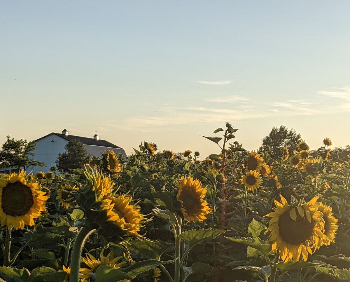 Stonebriar Farm
