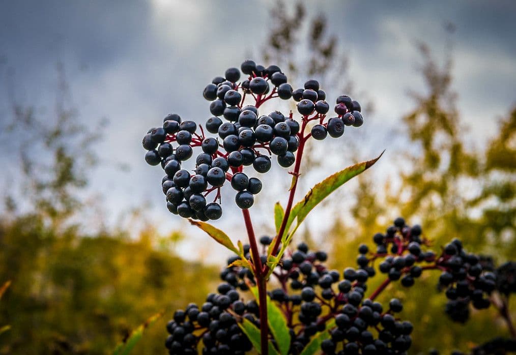 Stoney Creek Garden Center