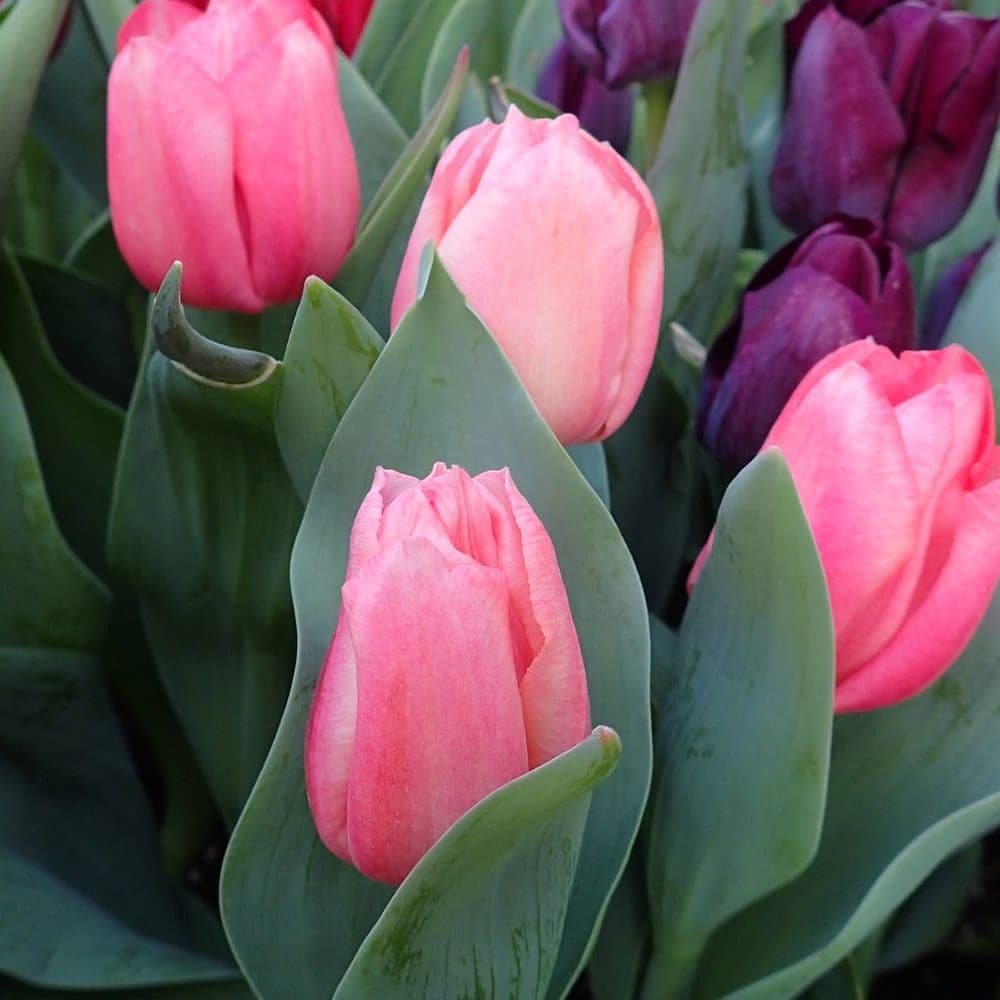 Strader's Garden Center