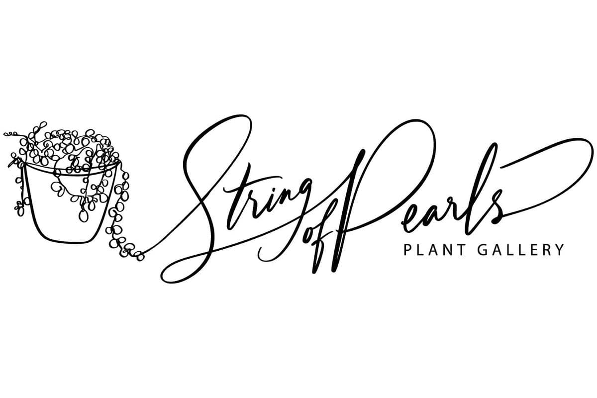 String of Pearls Plant Gallery