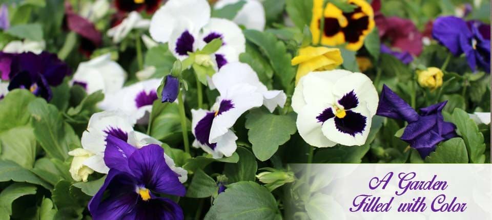 Stuckmeyer Plants & Produce